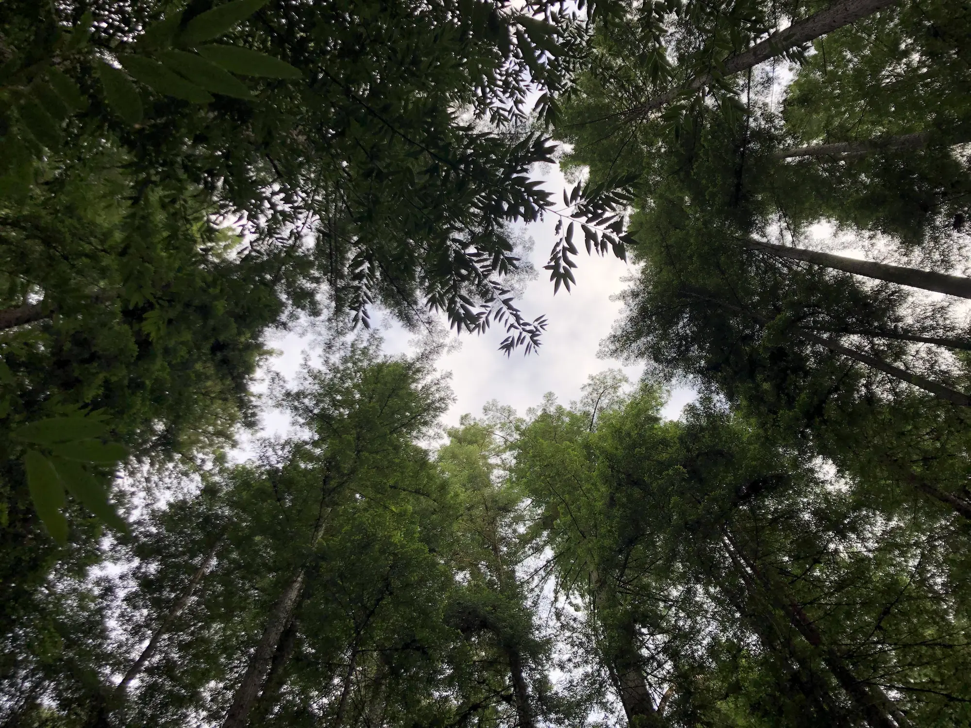 Redwood Canopy at DWeb's Camp Navarro
