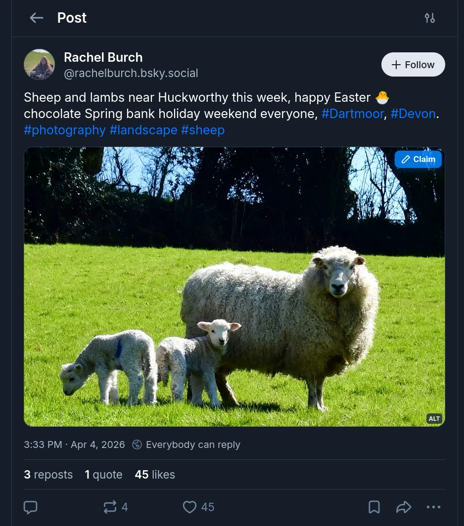Bluesky post by Rachel Burch reading: "Sheep and lambs near Huckworthy this week, happy Easter." The post includes a photo of a ewe standing in a grassy field with two lambs beside her. A blue "Claim" button is overlaid in the top-right corner of the image, indicating the browser extension can attach provenance or source information to the post.